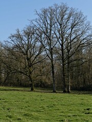 La Neuville Au Pont, March 2025:hiking in the Argonne and Ardennes forests, surrounded by trees and nature	
