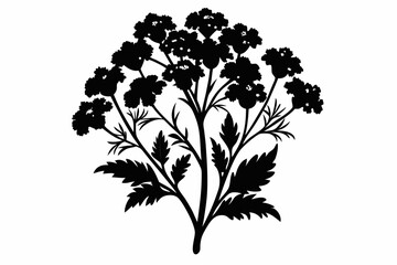 yarrow flower line art silhouette vector illustration