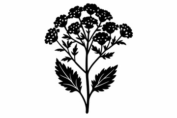 yarrow flower line art silhouette vector illustration