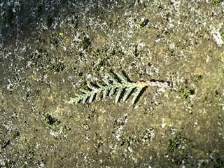 La Neuville Au Pont, March 2025:hiking in the Argonne and Ardennes forests, surrounded by trees and nature - texture, background
