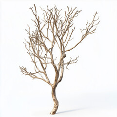 Obraz premium dead plant isolated on blank white background