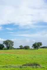 Winter view of cork oak trees (Sobreiros) in the lush green Alentejo fields, capturing the serene beauty of rural Portugal.