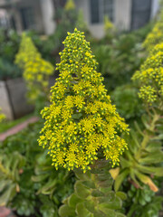 yellow flowers in garden