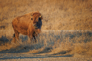 American Bison on tallgrass prairie