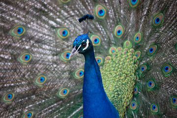 A brilliantly colorful peacock in full tail plumage shows off his feathers at a farm in California. 