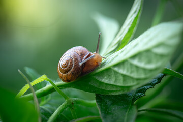 Snail that is walking in the green leaves, in a garden