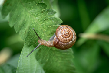 Snail that is walking in the green leaves, in a garden