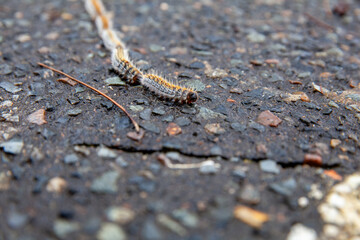 Chenilles processionnaires