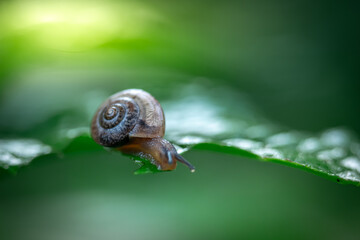 Snail that is walking in the green leaves, in a garden