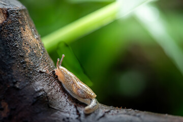 Slug that is on the surface of a dead old wooden stem, in a garden