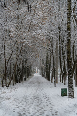 Naklejka premium Winter pathway surrounded by snowy trees in a tranquil setting