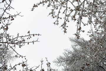 Ice-covered branches create a winter wonderland in the forest