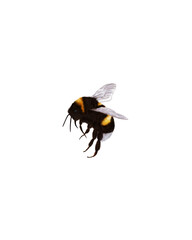 Watercolor illustration of a bumblebee on a white background. for logo design, prints, greeting cards, wallpaper and environmental projects.