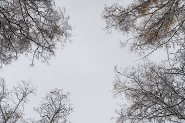 Snowy winter sky framed by bare trees in a serene landscape