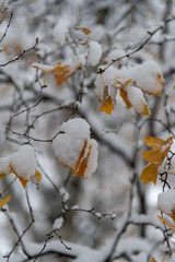 Snow-covered branches with yellow leaves in a winter landscape