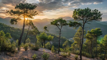 Obraz premium Scenic Mountain Landscape at Sunset with Pine Trees and Golden Sunlight