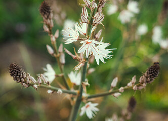 Obraz premium White asphodel branches with open blossoms and buds close up