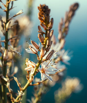 Macro shot of white asphodel blossoms and buds on tall stems