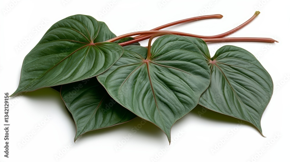 Aufkleber Three green leaves with red tips. The leaves are arranged in a way that they are overlapping each other