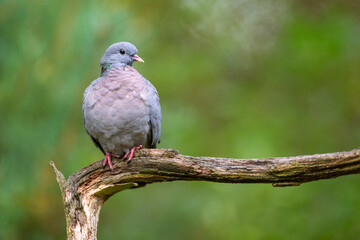 Hohltaube dove columba oenas
