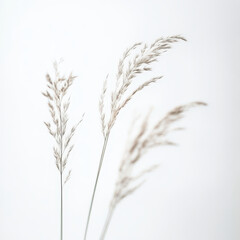 Fototapeta premium ears of wheat