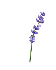 Fototapeta premium Watercolor illustration of a lavender sprig. Delicate purple flowers and a thin green stem create an atmosphere of nature, coziness, and tranquility. Perfect for greeting cards, packaging