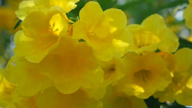 Yellow bells elder flowers 