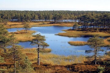 Serene bog landscape with scattered pines and tranquil waters