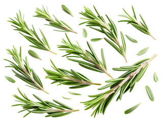 Fototapeta premium rosemerry branch with green leaves