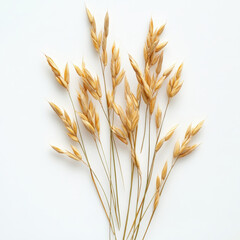 Fototapeta premium ear of wheat