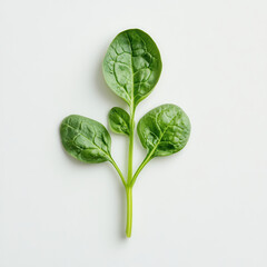 green leaf on a white background