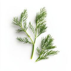 Fototapeta premium dill isolated on white