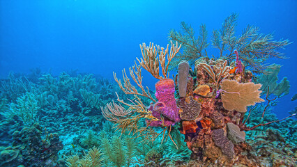 Fototapeta premium Caribbean coral garden, Bonaire