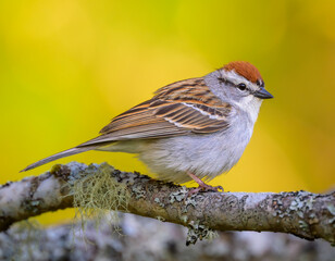 Chipping Sparrow bird perching on tree branch