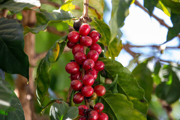 Cafezeiro carregado de café	