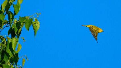 Yellow Warbler bird flying away from tree © Stephen A. Waycott