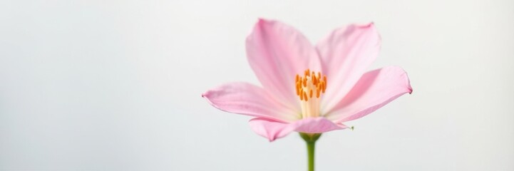 Obraz premium Delicate petals of a single flower against a pure white background, clear, delicate