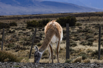 Guanaco en Torres del Paine, Patagonia, Chile.