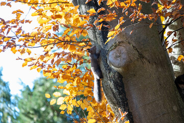 Eichhörnchen auf Baum