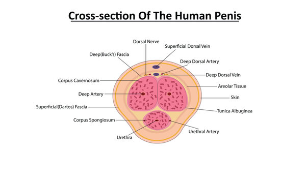 Cross section of the human penis vector illustration