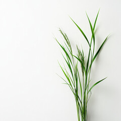 Fototapeta premium green grass isolated on white