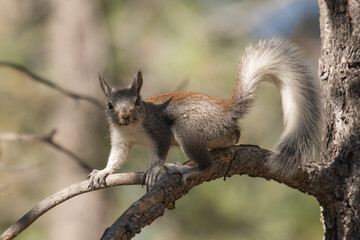 curious wildlife grand canyon kaibab squirrel very expressive on tree branch with soft background