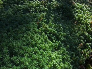 Dense, vibrant green moss covered in morning dew, creating a lush and textured natural carpet in the forest with soft sunlight and shadows