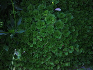 Exciting jackpot celebration in an online casino with vibrant golden slot machine graphics during a thrilling game night