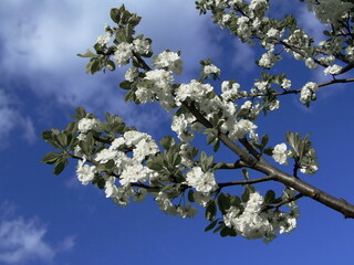 In spring, vibrant white blossoms bloom against a bright blue sky, marking the season of renewal and growth