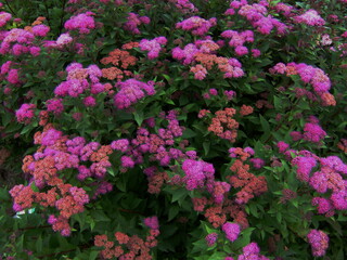 Experience the thrill of winning big with a golden jackpot at an online casino slot machine