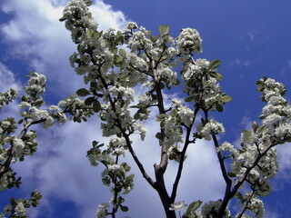 Blooming tree branches with delicate white flowers against a bright blue sky with scattered clouds, symbolizing spring and renewal in nature