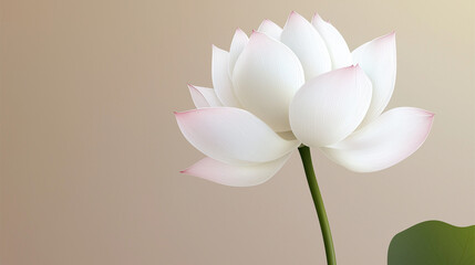Minimalist digital illustration of a lotus flower, clean vector lines, soft pastel colors, modern aesthetic