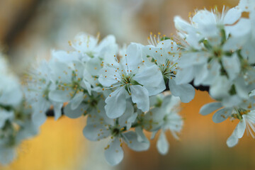 A lush branch of blooming plum against the background of an orange sky.