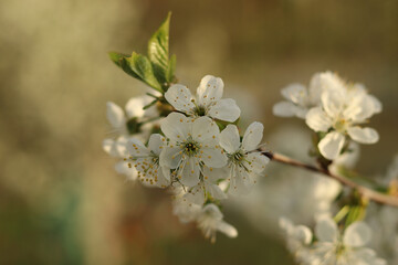 A blooming branch of garden cherry in the evening.